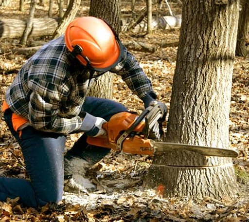 Tree Removal in Campbell, NE